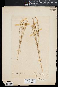 Media resource of Schenkia australis