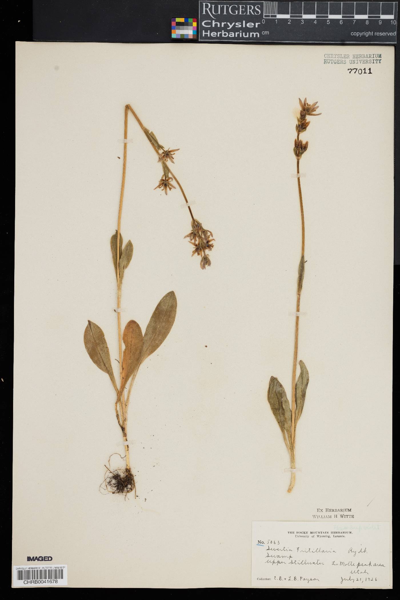 Swertia fritillaria image