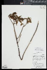 Image of Symbolanthus calygonus