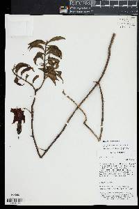 Symbolanthus calygonus image