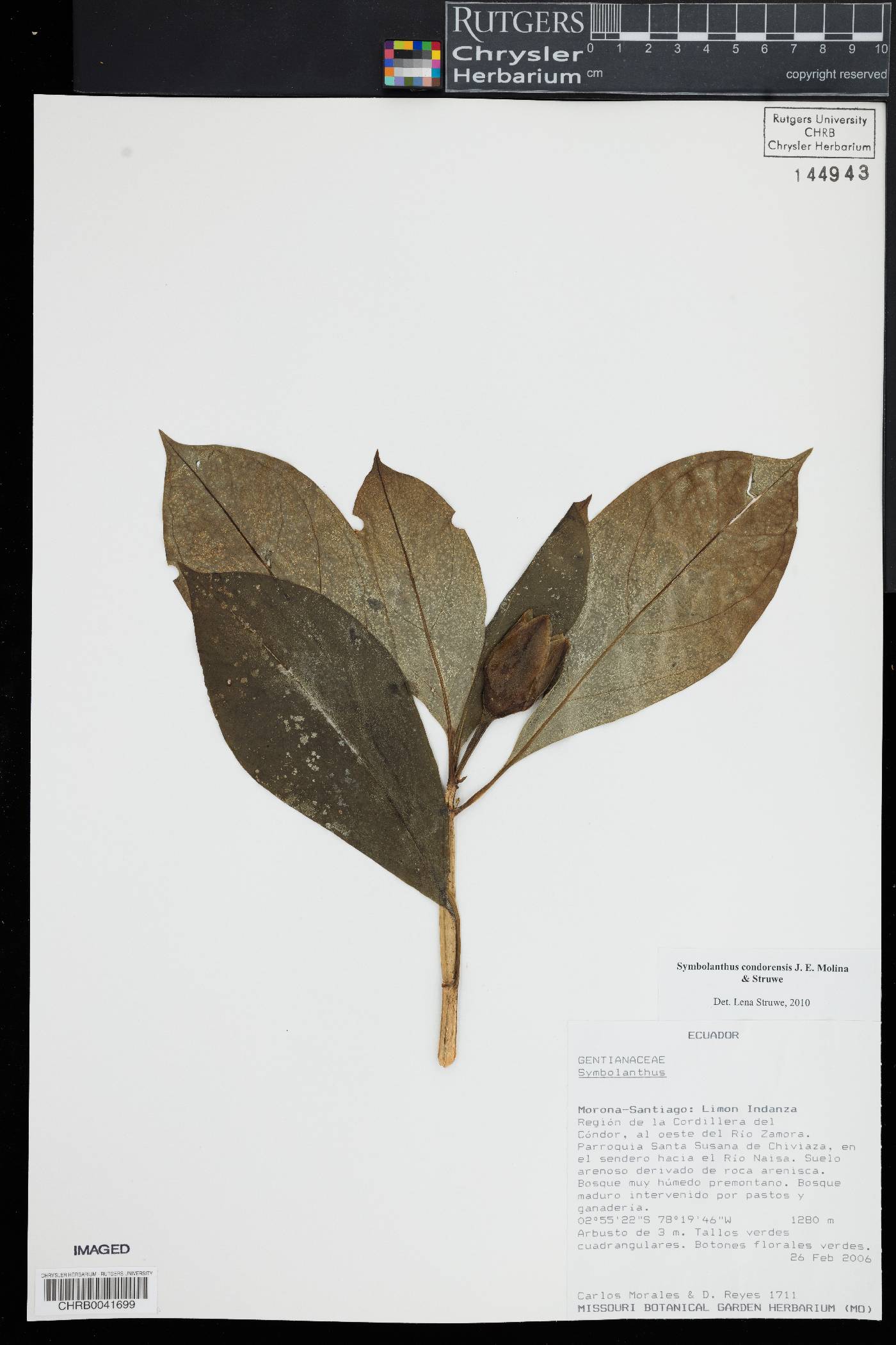 Symbolanthus condorensis image