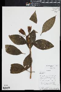 Symbolanthus condorensis image