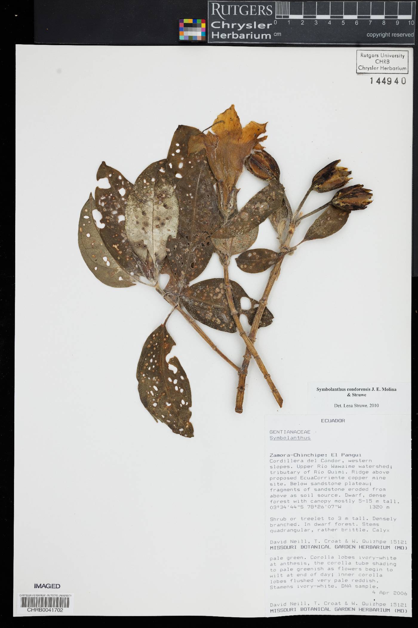 Symbolanthus condorensis image