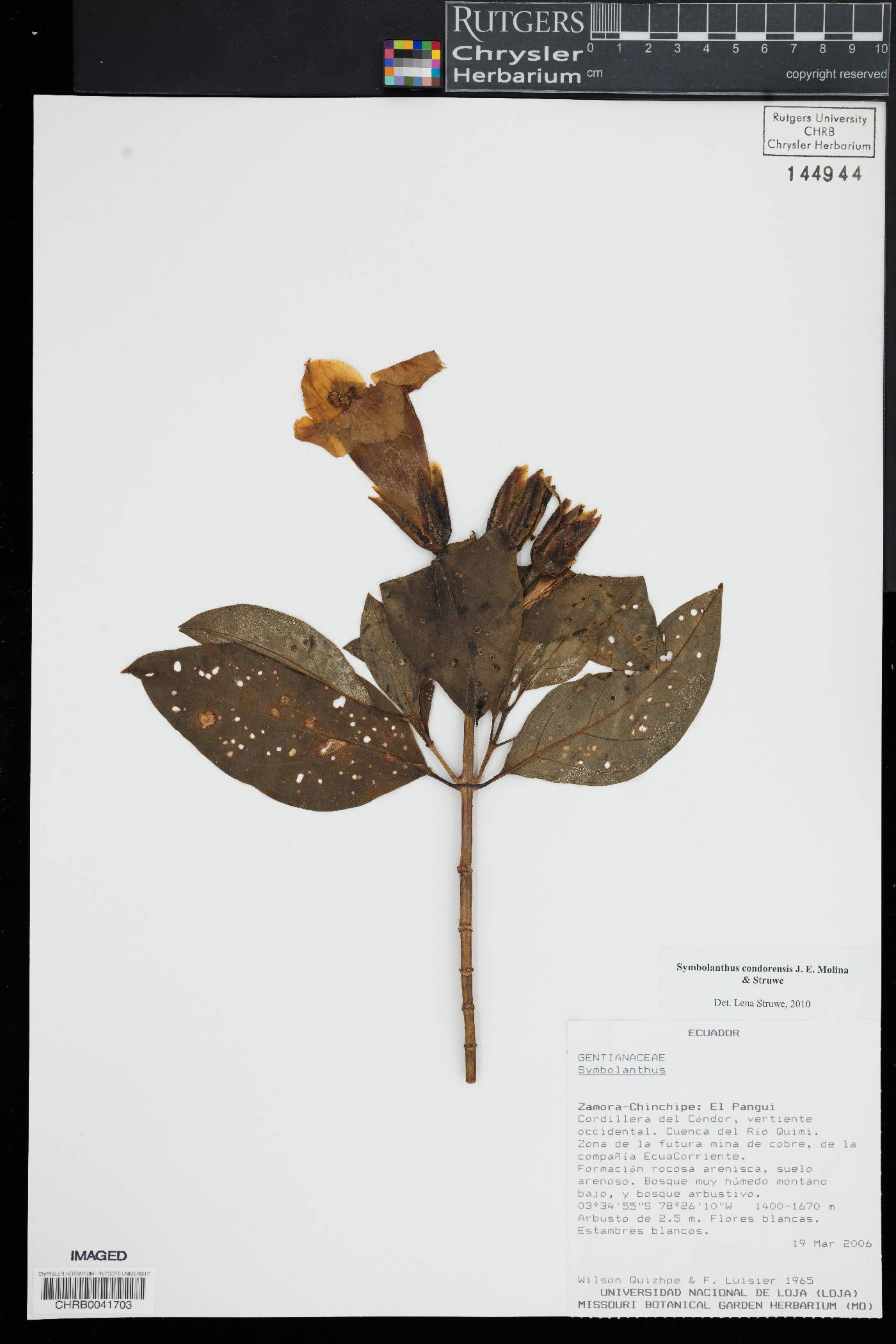 Symbolanthus condorensis image