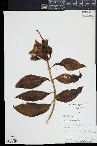 Image of Symbolanthus incaicus
