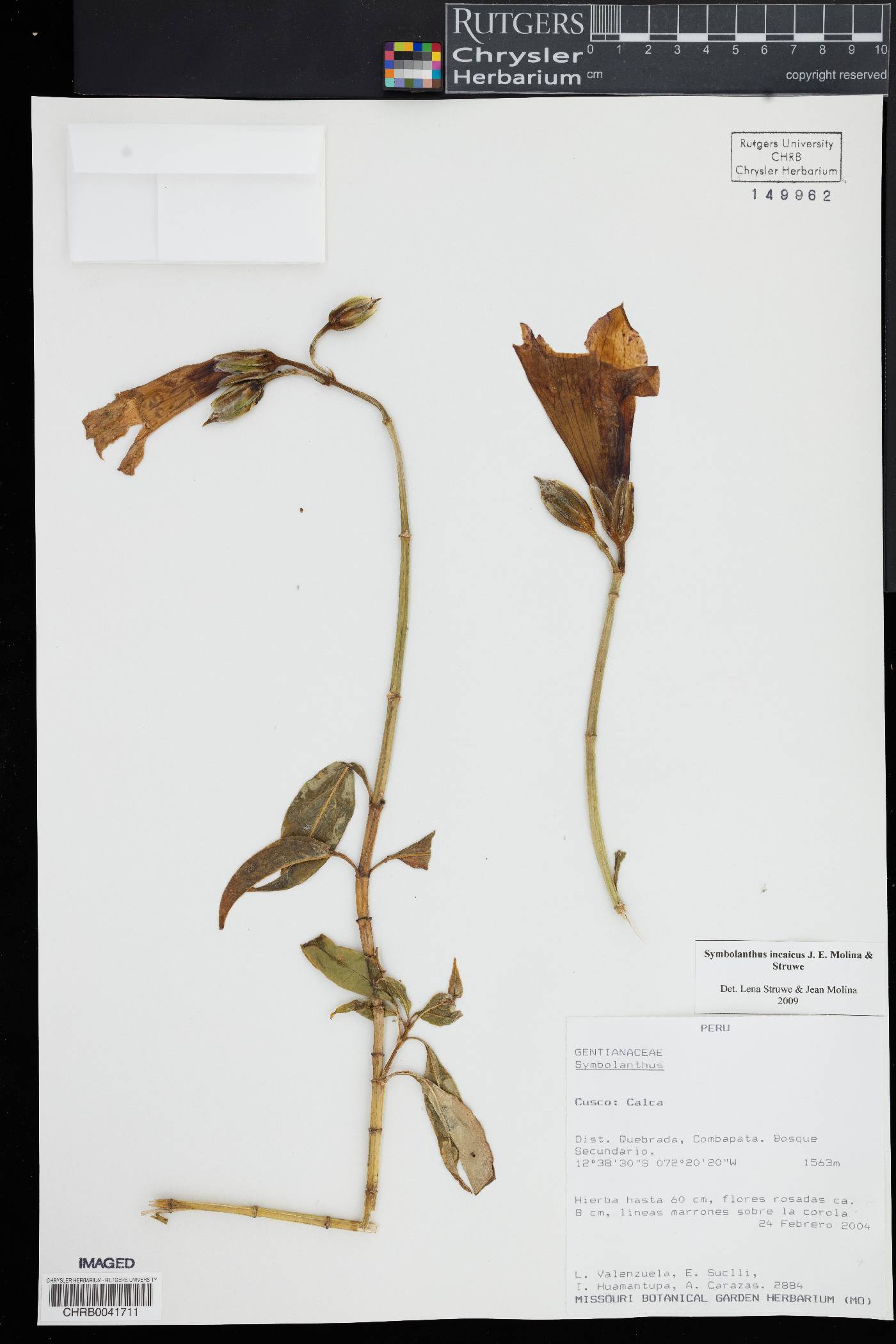 Symbolanthus incaicus image