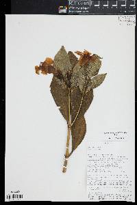 Symbolanthus jasonii image
