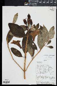 Symbolanthus jasonii image