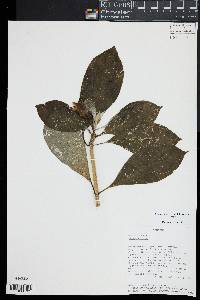 Symbolanthus jasonii image