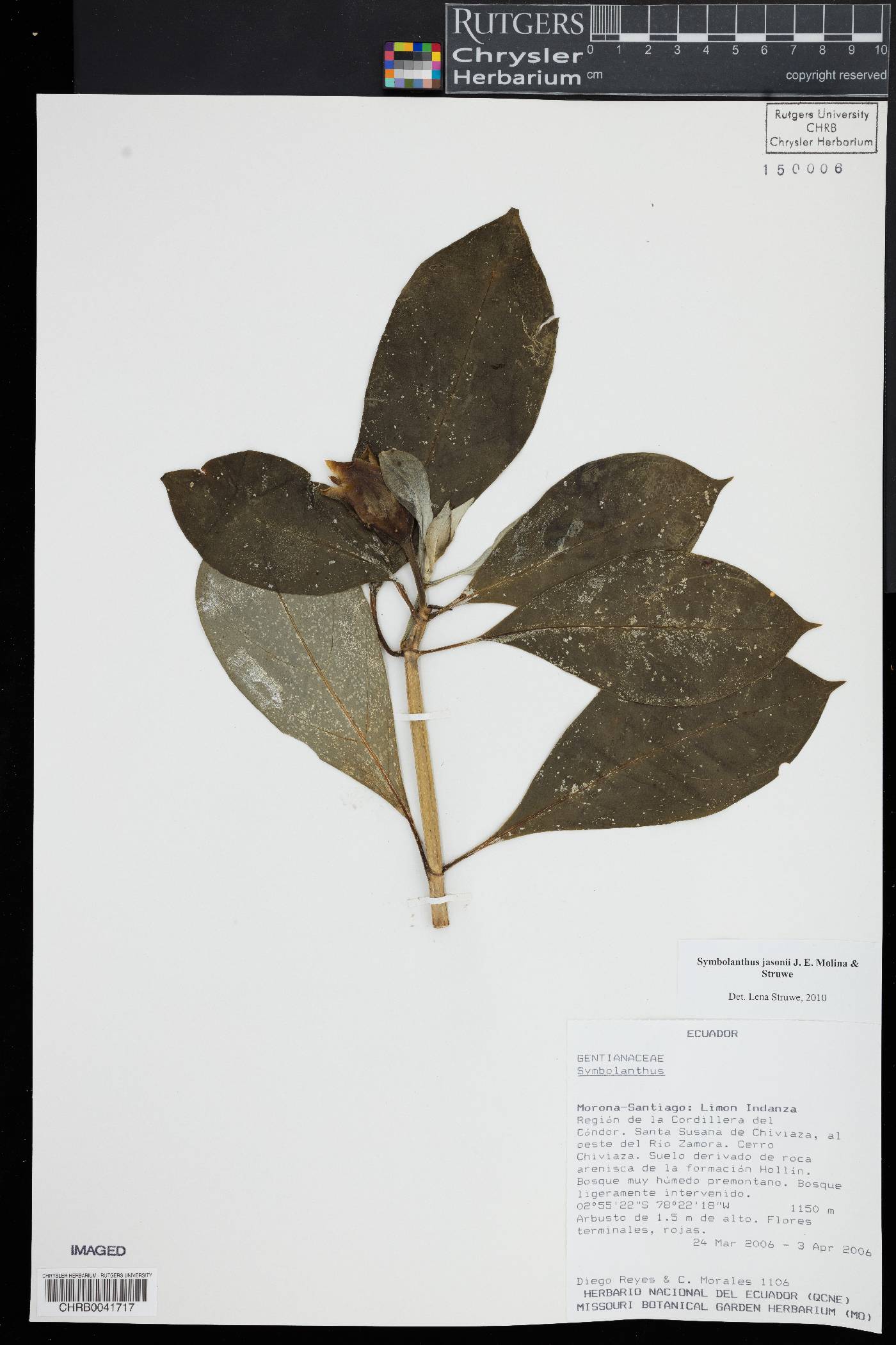 Symbolanthus jasonii image