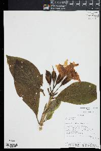 Symbolanthus jasonii image