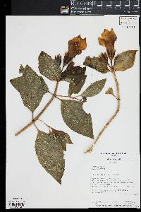 Symbolanthus jasonii image