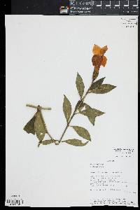 Image of Symbolanthus mathewsii