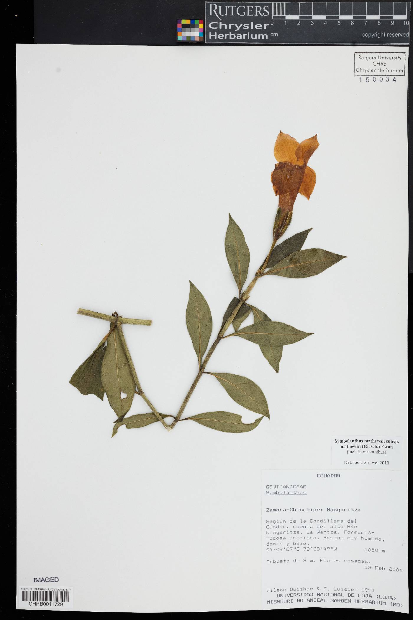 Symbolanthus mathewsii image