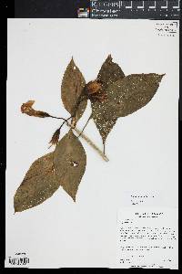 Image of Symbolanthus solaris