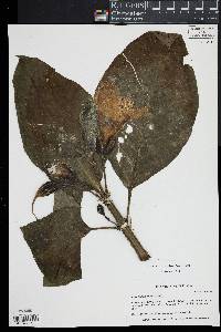 Image of Symbolanthus vasculosus