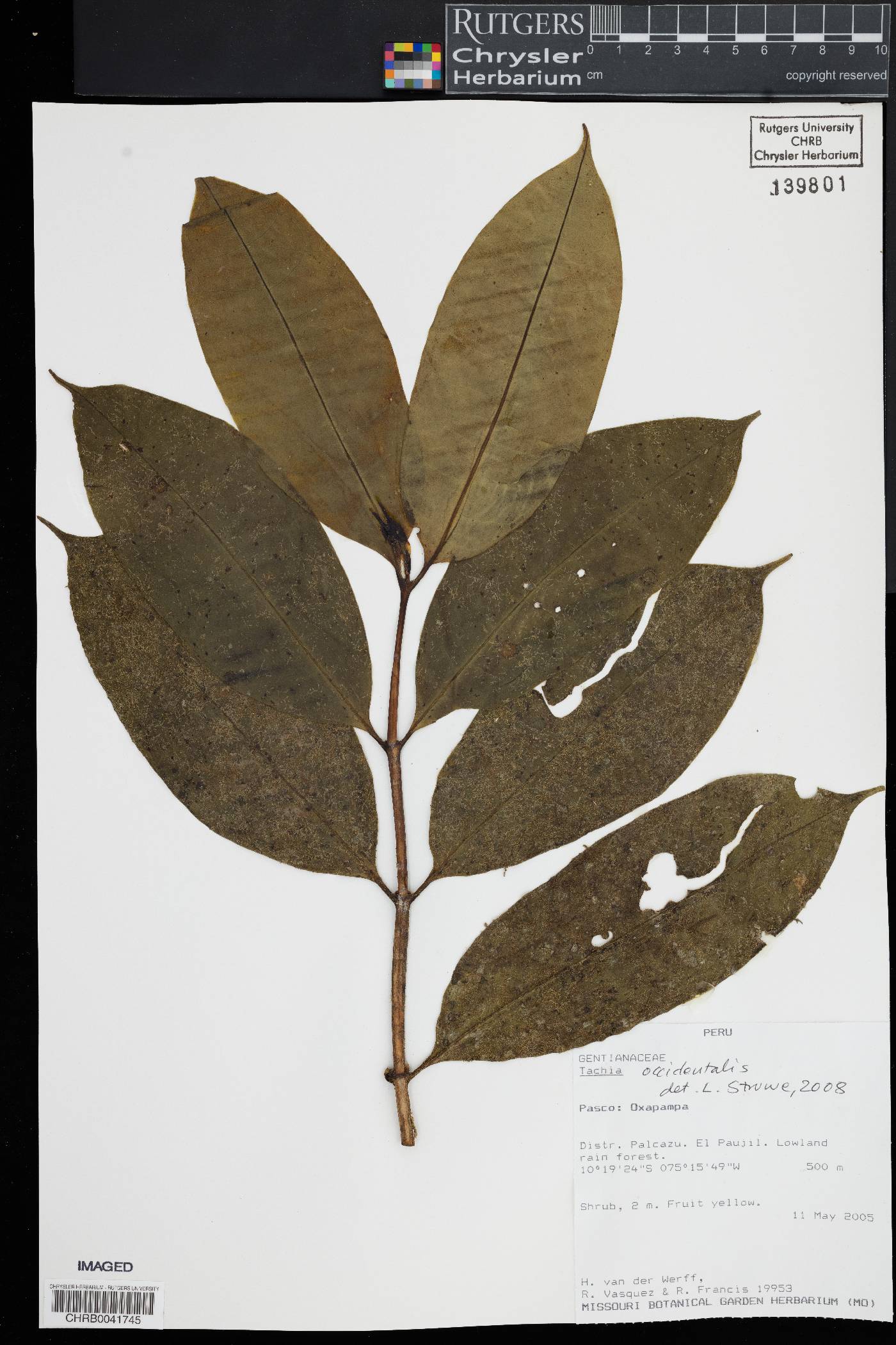 Tachia occidentalis image