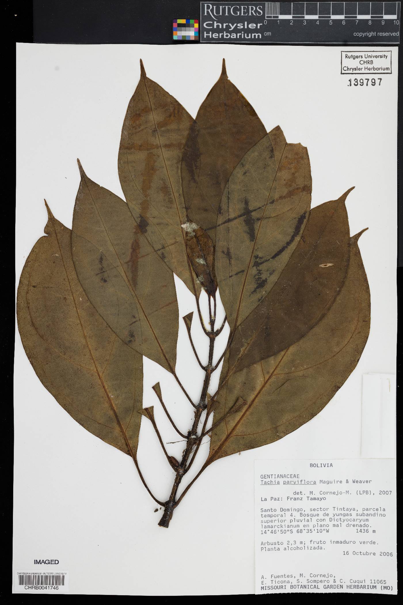 Tachia parviflora image