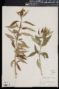 Asclepias nivea image