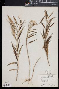 Asclepias nivea image