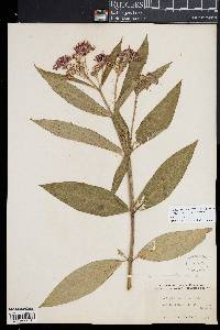 Asclepias incarnata var. pulchra image