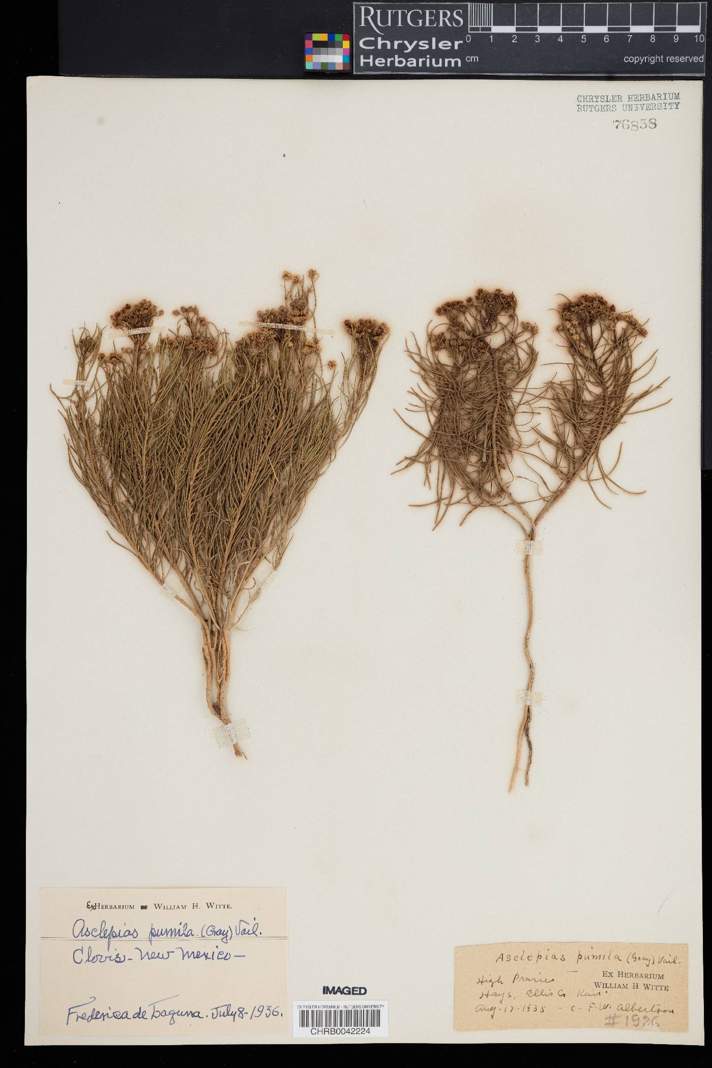 Asclepias pumila image