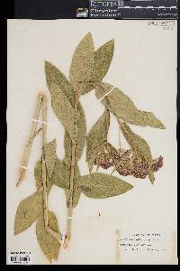 Asclepias purpurascens image