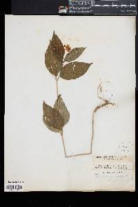 Asclepias quadrifolia image