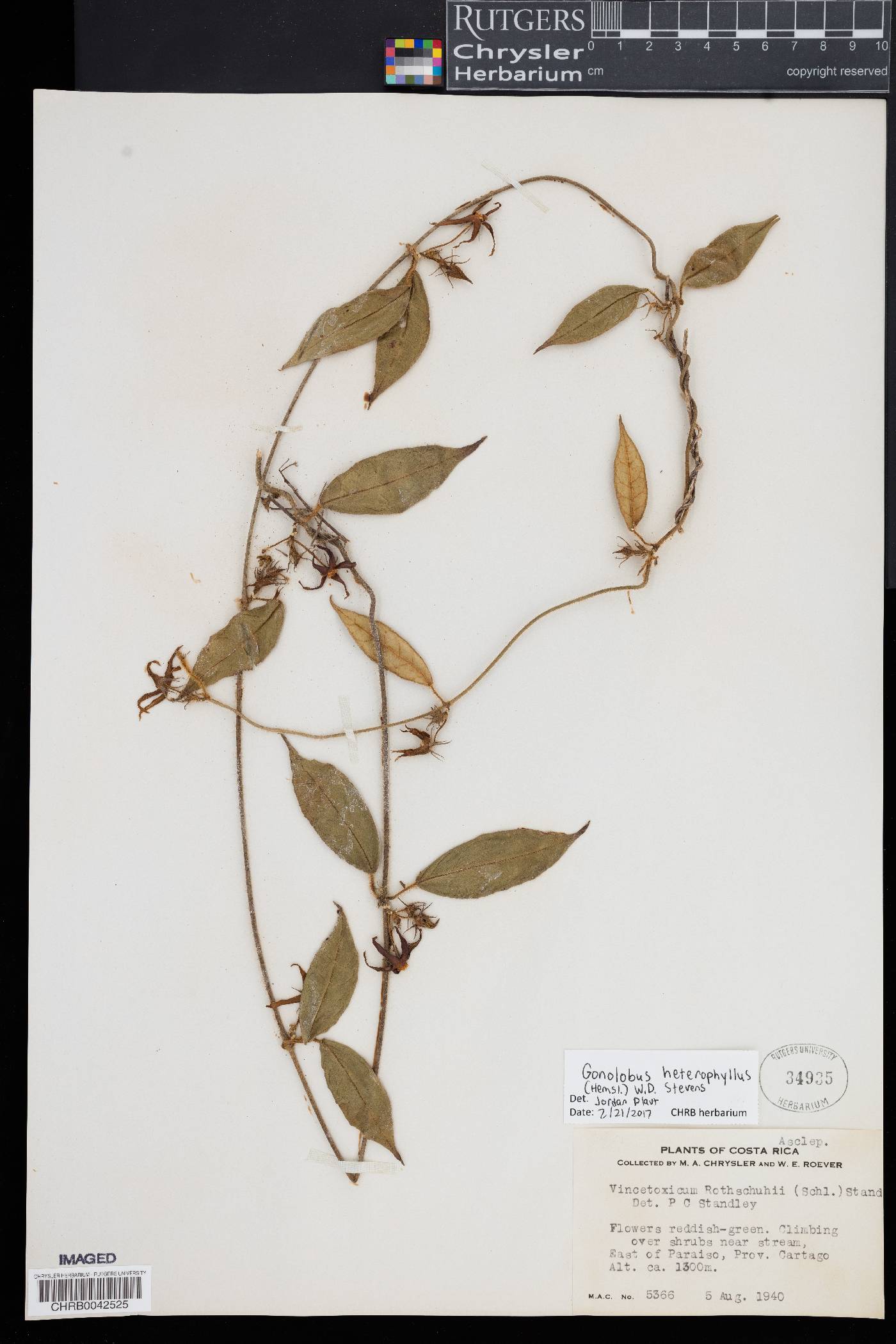 Gonolobus heterophyllus image