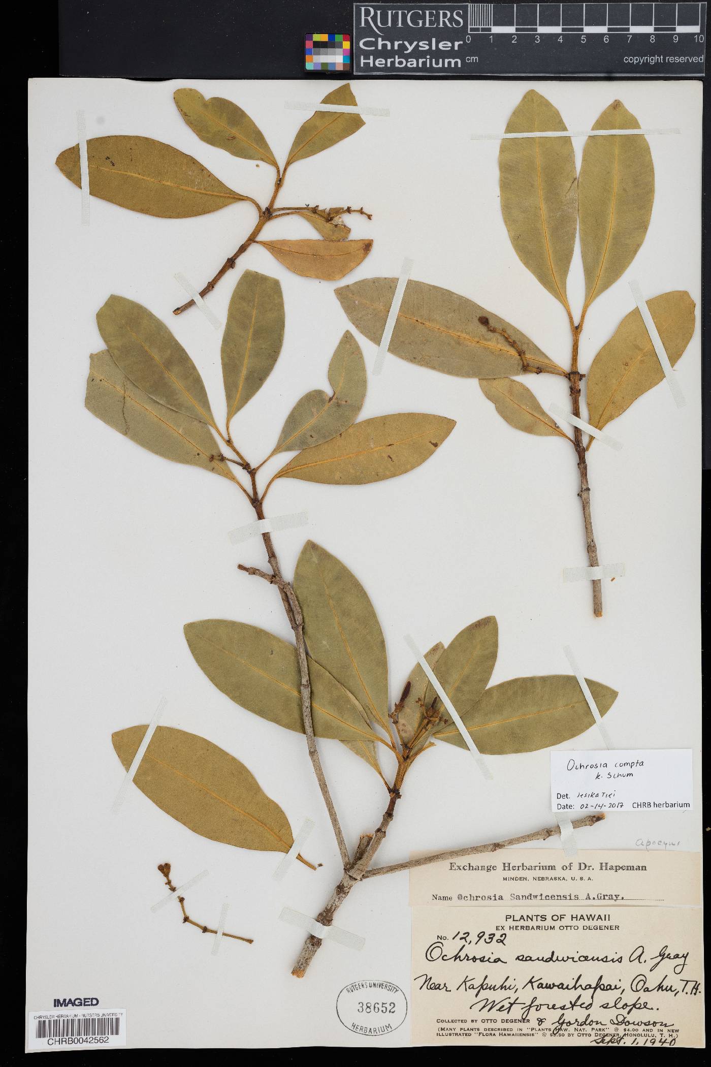 Ochrosia compta image