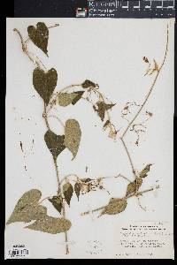 Image of Oxypetalum cordifolium