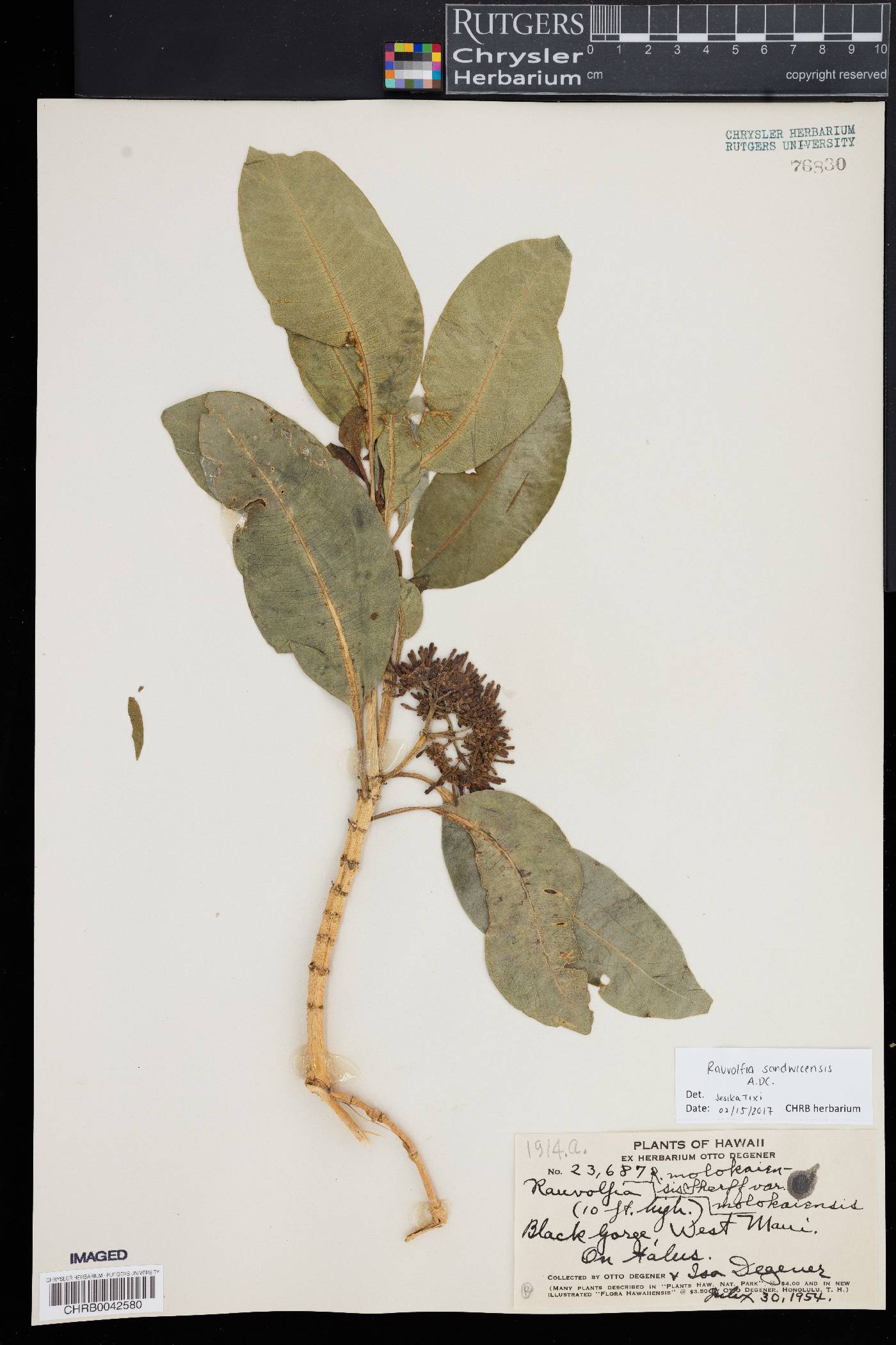 Rauvolfia sandwicensis image