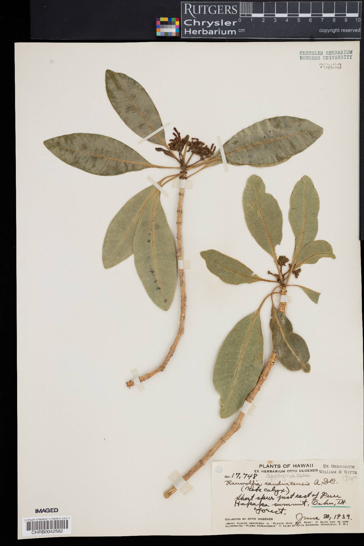 Rauvolfia sandwicensis image