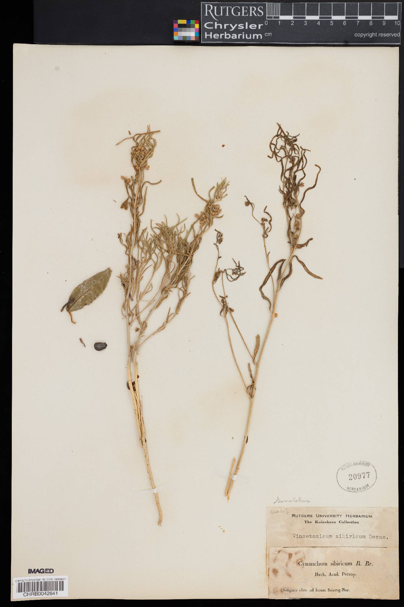 Cynanchum thesioides image