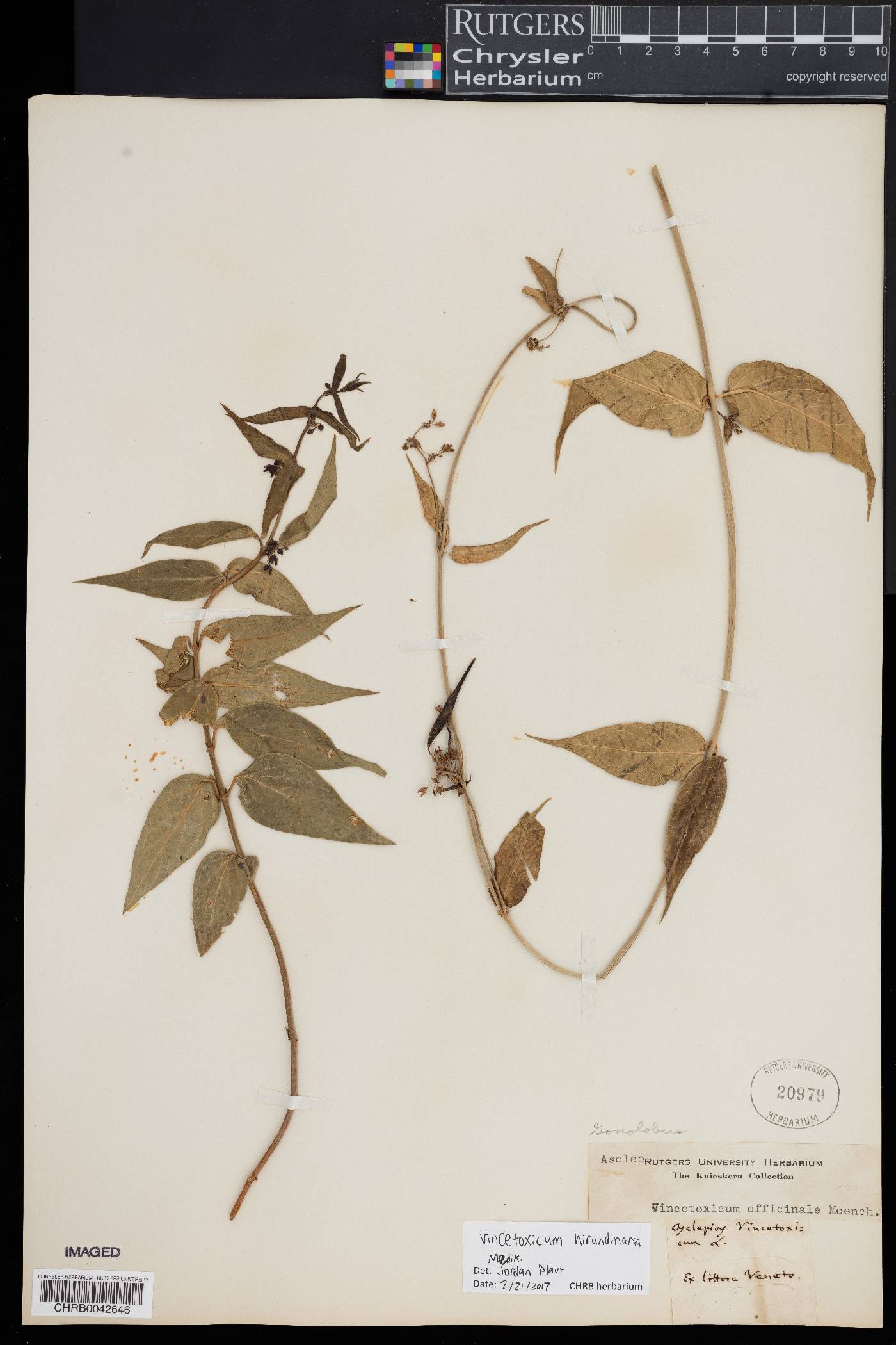 Vincetoxicum hirundinaria image