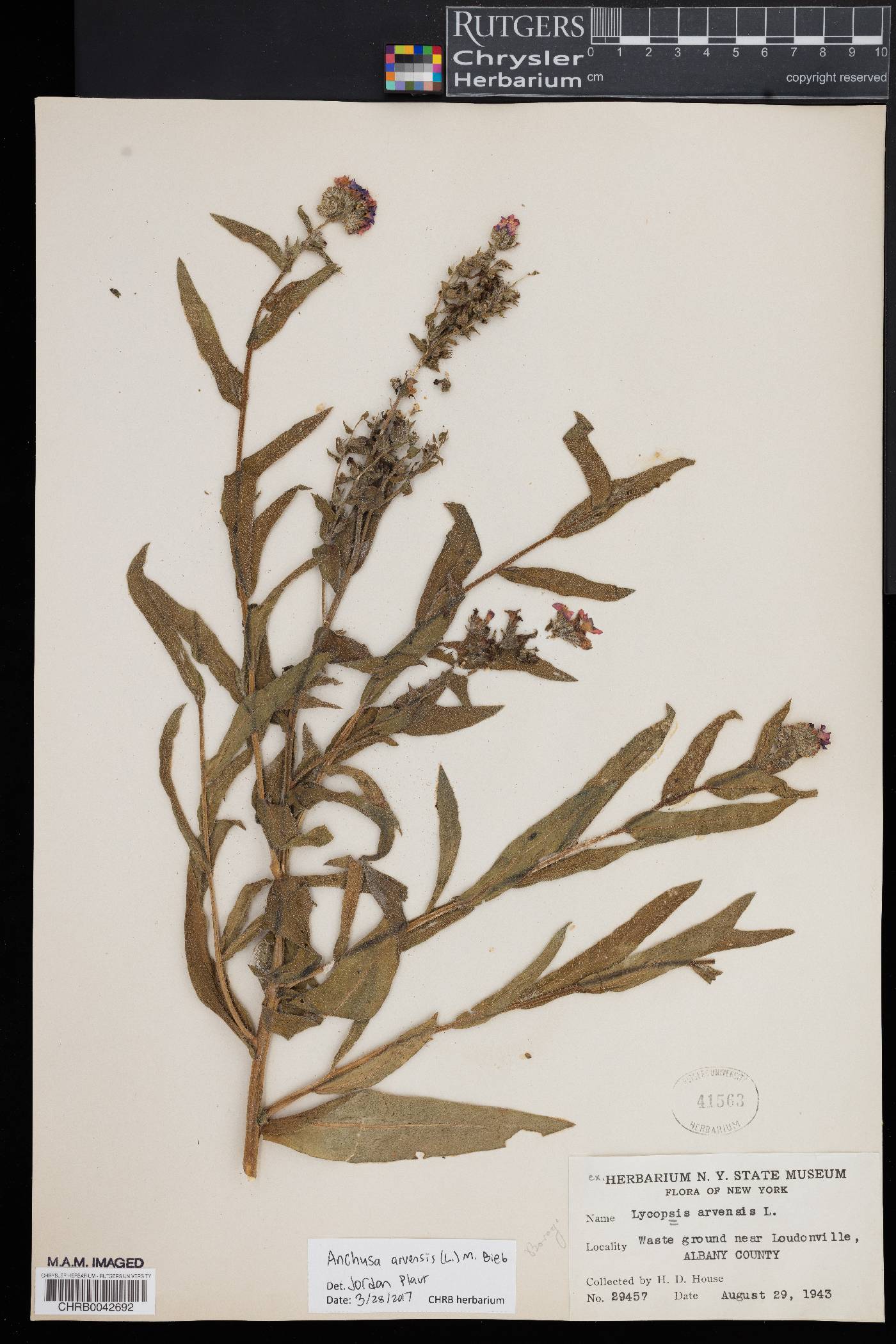 Anchusa arvensis image