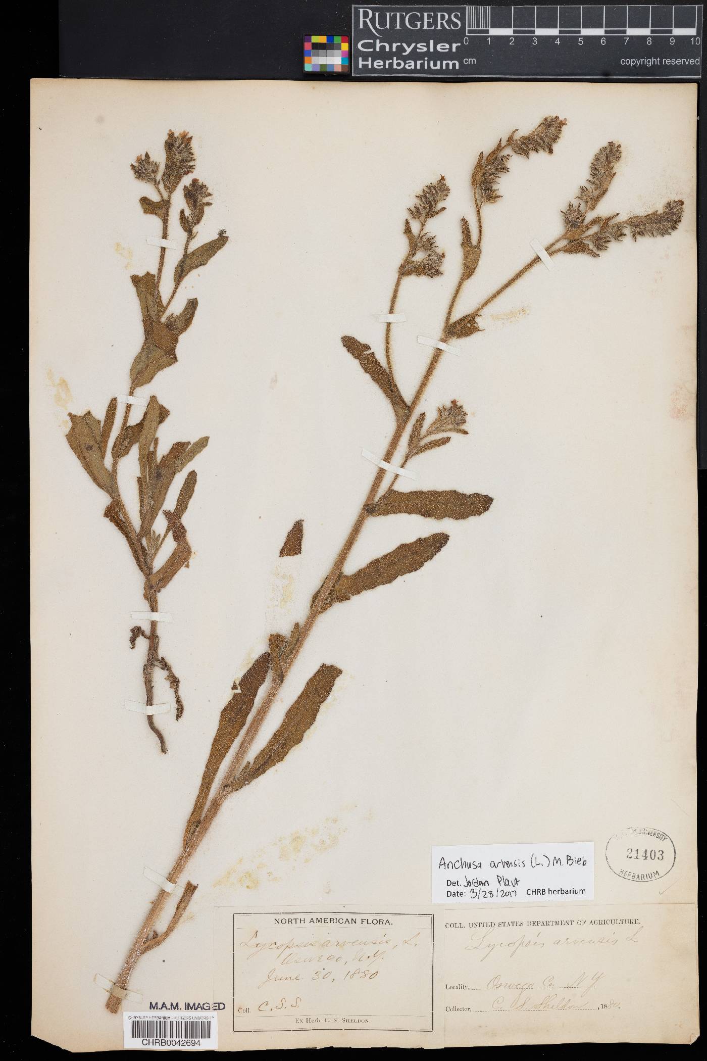 Anchusa arvensis image