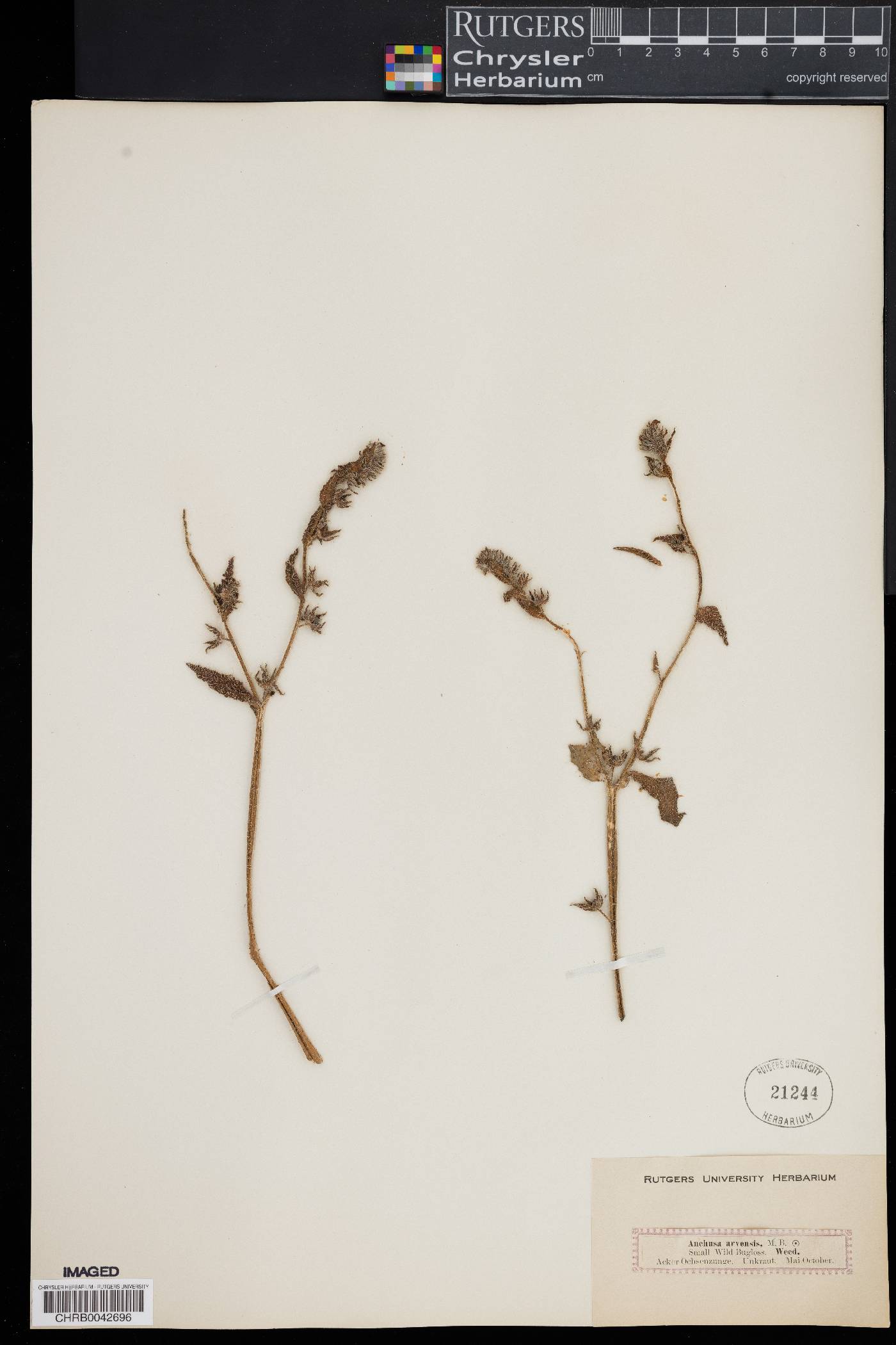 Anchusa arvensis image