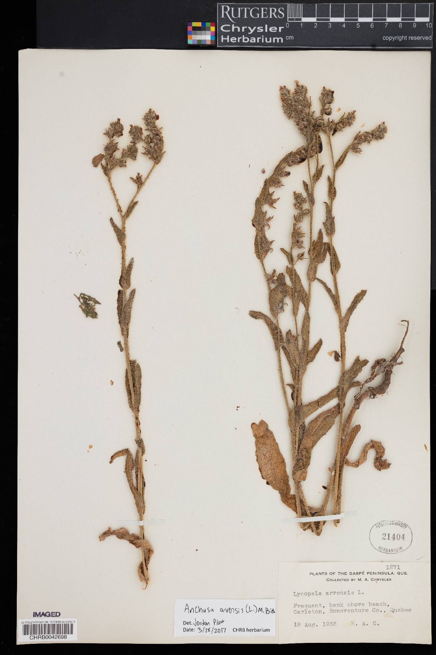 Anchusa arvensis image