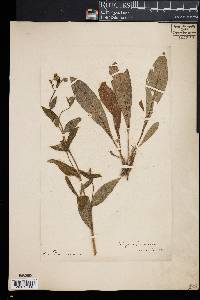 Image of Cynoglossum australe