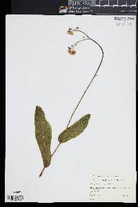 Cynoglossum virginianum image