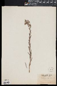 Cynoglossum virginianum image