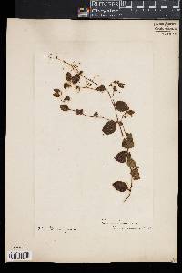 Image of Cynoglossum linifolium