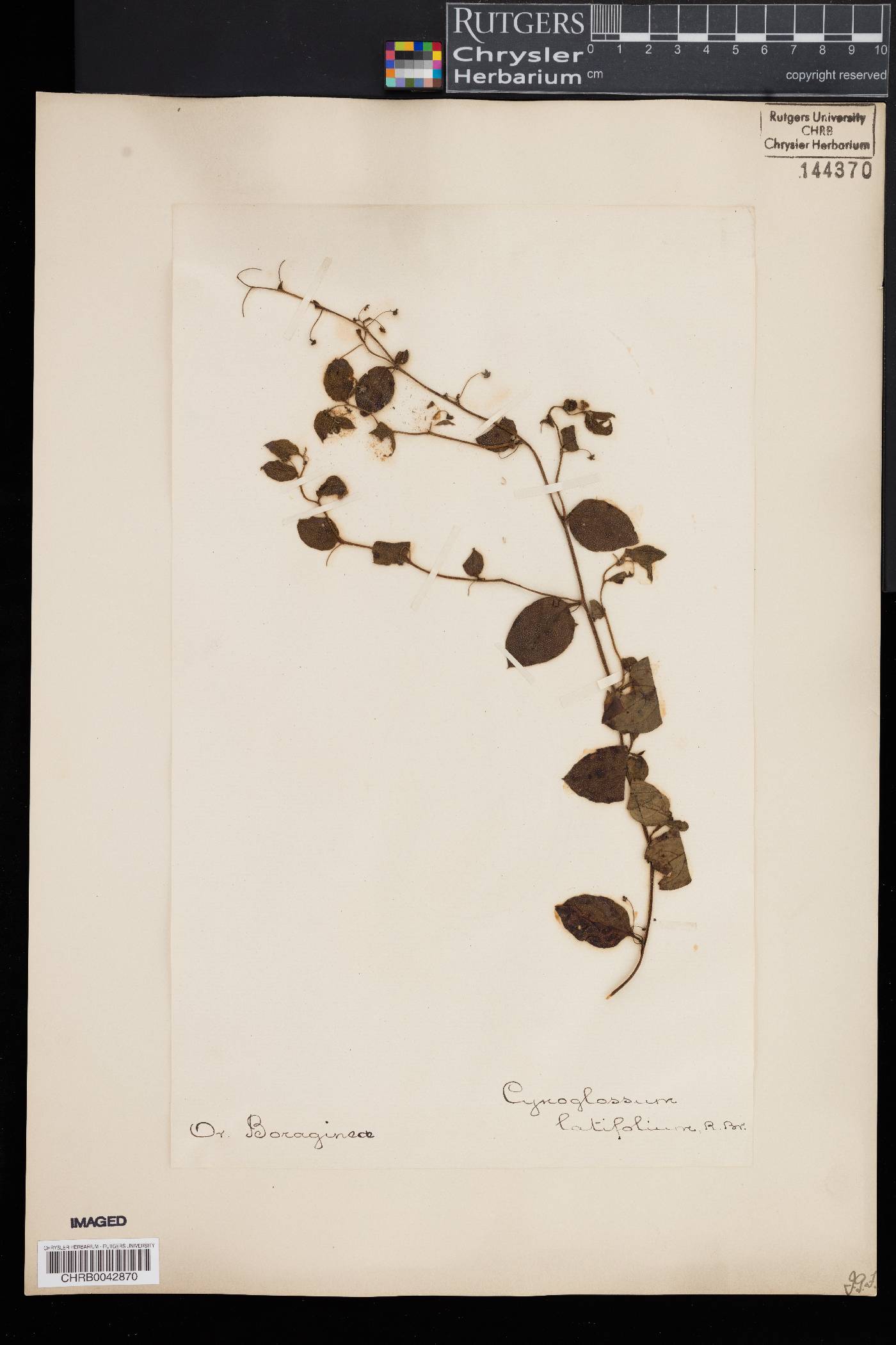 Cynoglossum linifolium image