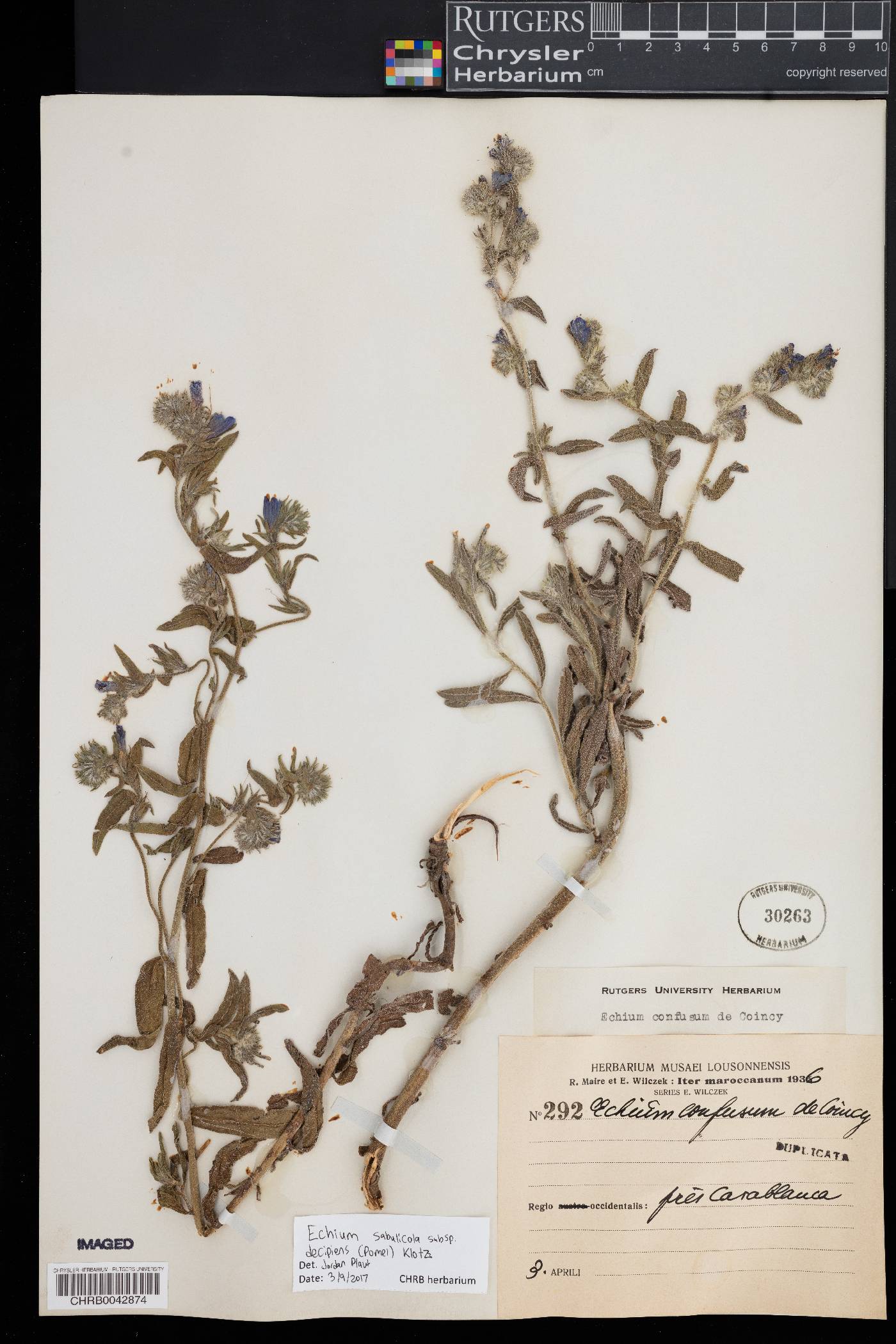 Echium sabulicola image