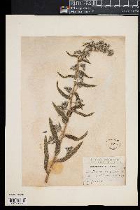 Echium vulgare image