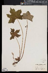 Hydrophyllum canadense image