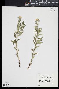 Lithospermum canescens image