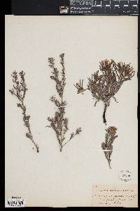 Lithospermum canescens image