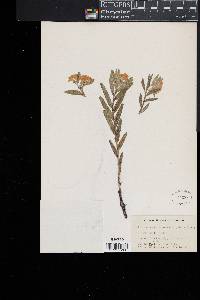 Lithospermum canescens image